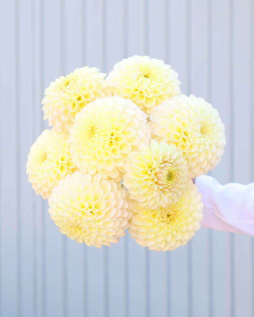 Ein Dahlienstrauß der Sorte Skipley Moonglow vor einem hellblauen Hintergrund.