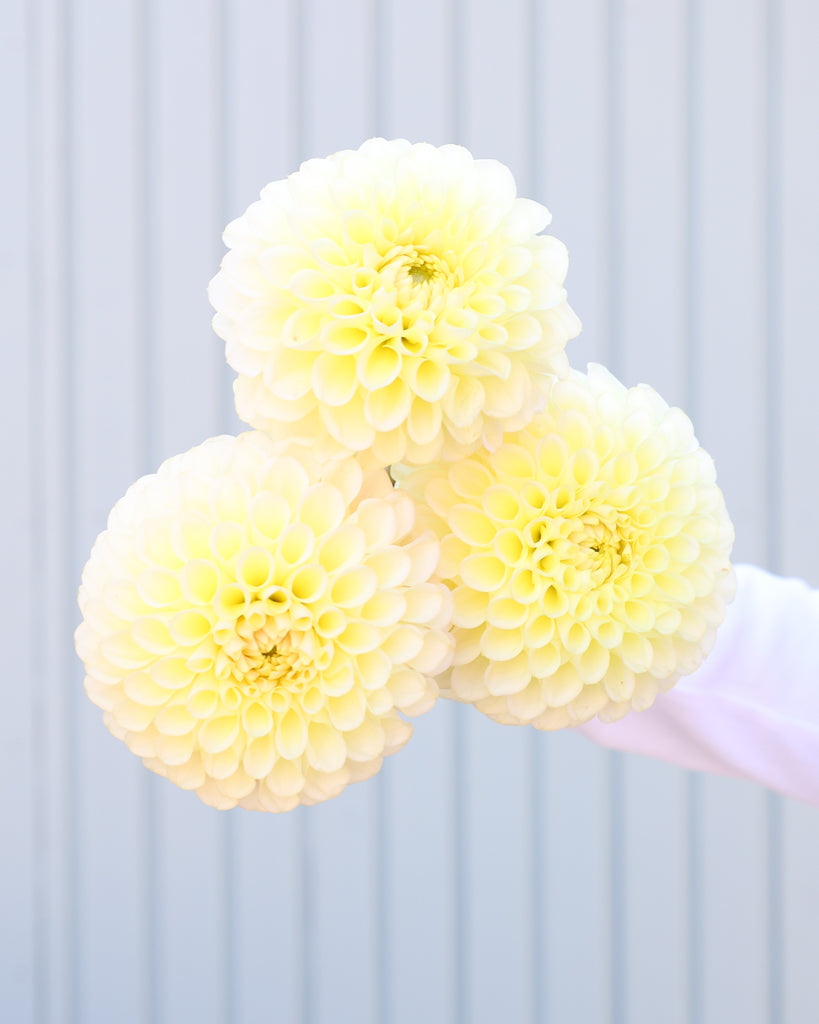 Drei Dahlienblueten der Sorte Skipley Moonglow vor einem hellblauen Hintergrund.