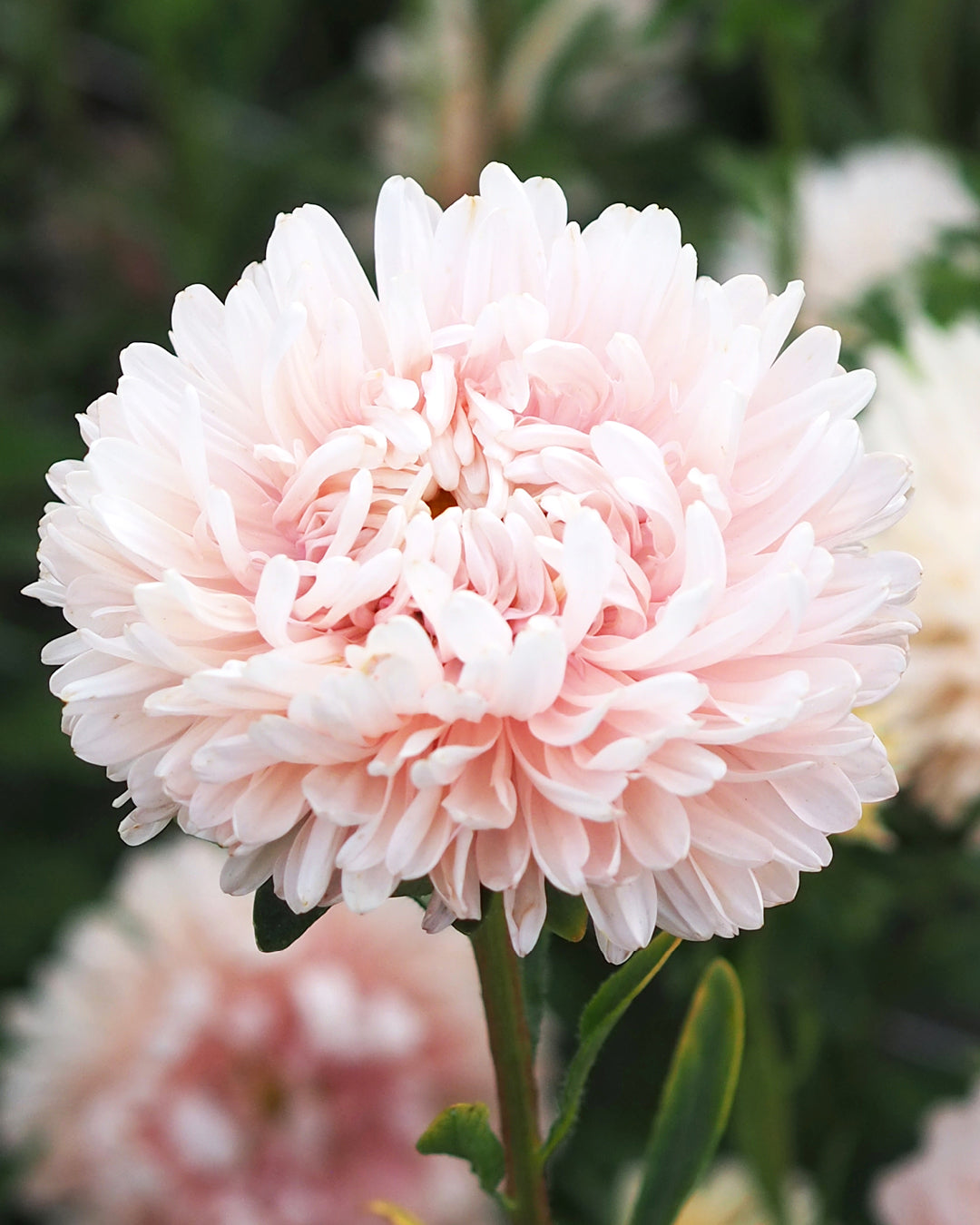 Bluehende Pflanze Sommeraster Callistephus chinensis `King Size Apricot` aus der Gartenzauber-Saatgutserie