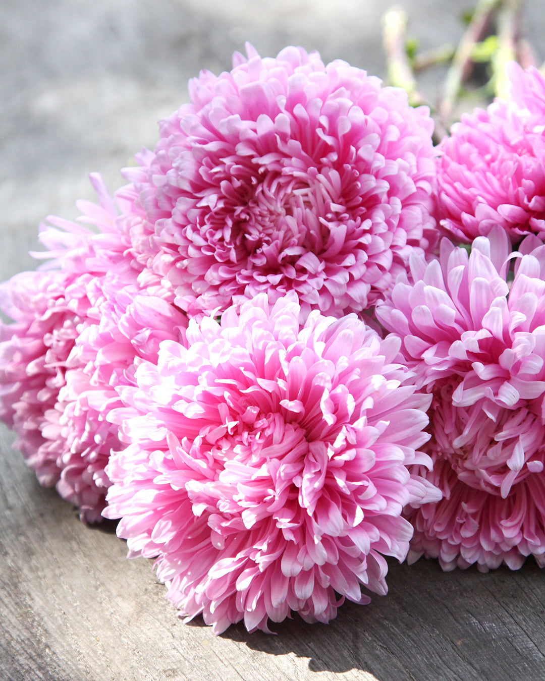 Bluehende Pflanze Borretsch - Borago officinalis ‘Bianca‘ aus der Gartenzauber-Saatgutserie