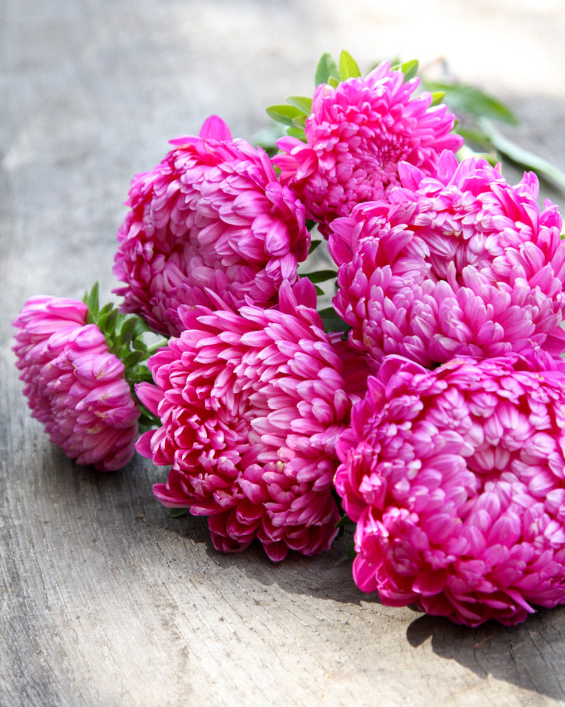 Bluehende Pflanze Sommeraster - Callistephus chinensis `Tower Salmon` aus der Gartenzauber-Saatgutserie