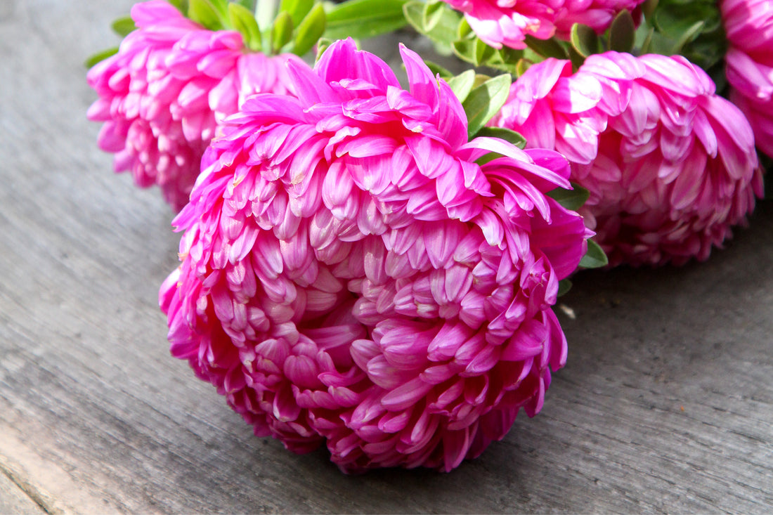 Sommeraster Callistephus chinensis ‘Tower Salmon’ – kräftig lachsrosa Blüten für sommerliche Schnittsträuße