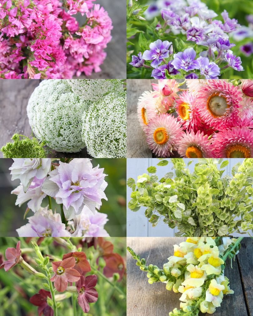 Fotos einiger Sorten der Sommerblumen, die in der Wundertüte sind.
