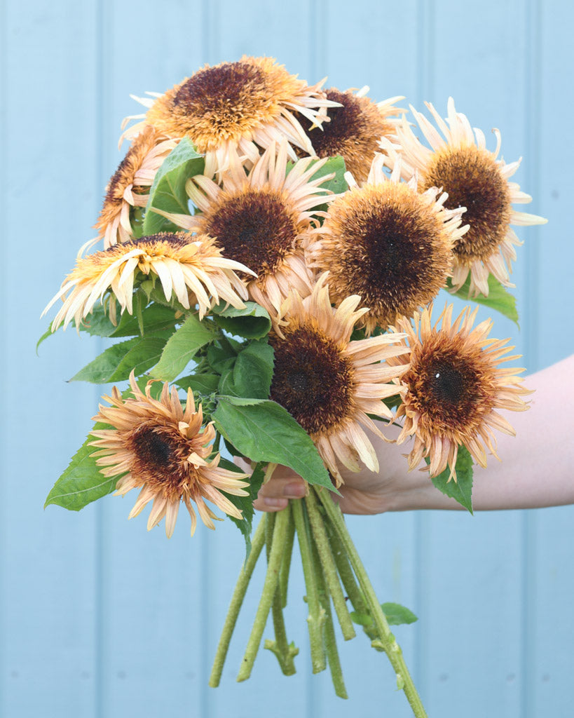 Mehrere Blüten der Sonnenblume (Helianthus annuus ‘Astra Rose’) mit Blütenblättern in Rosa-Braun-Tönen als Strauß gehalten.