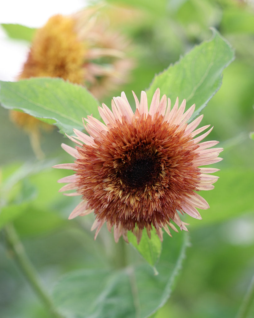 Nahaufnahme einer Blüte der Sonnenblume (Helianthus annuus ‘Astra Rose’) mit Blütenblättern in attraktiven Rosa-Braun-Tönen.