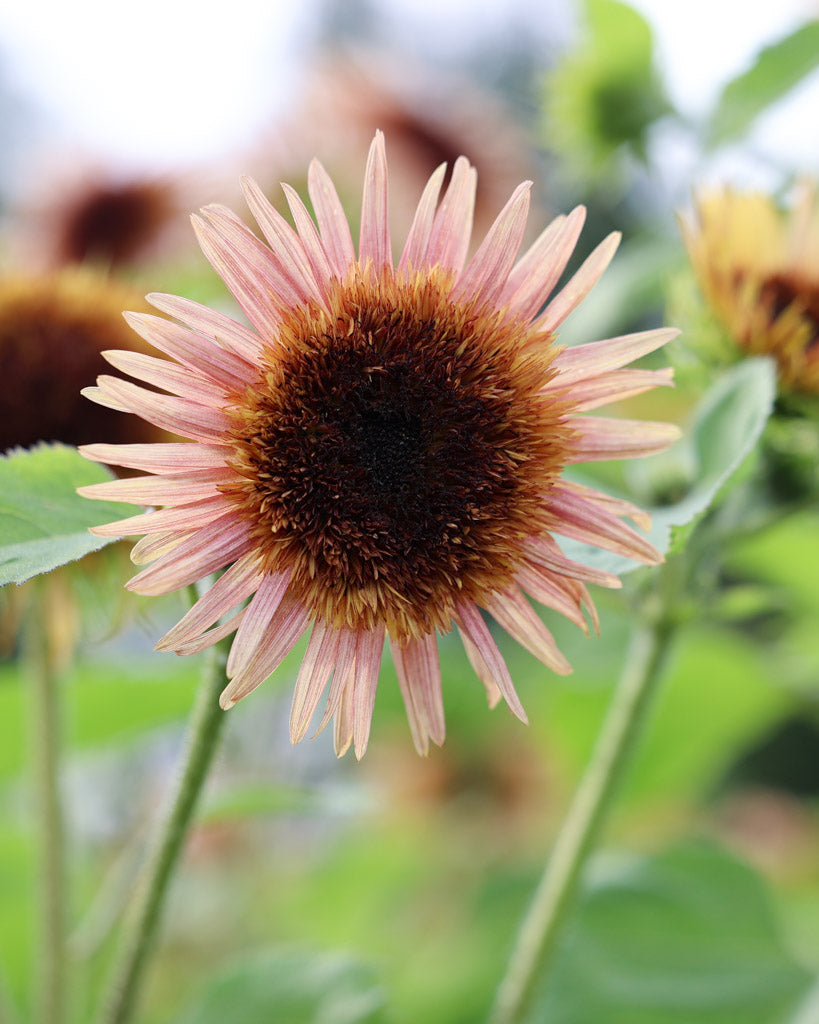 Nahaufnahme einer Blüte der Sonnenblume (Helianthus annuus ‘Astra Rose’) mit Blütenblättern in attraktiven Rosa-Braun-Tönen.