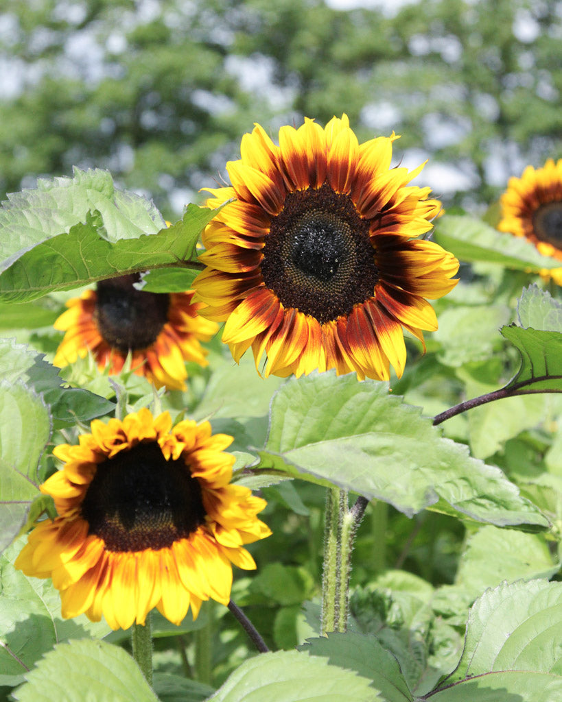 Mehrere Blüten der Sonnenblume (Helianthus annuus F1 ‘ProCut® Bicolor’) mit zweifarbigen Blütenblättern in Gelb und Dunkelrot sowie dunkelbrauner Mitte blühend im Gartenbeet.