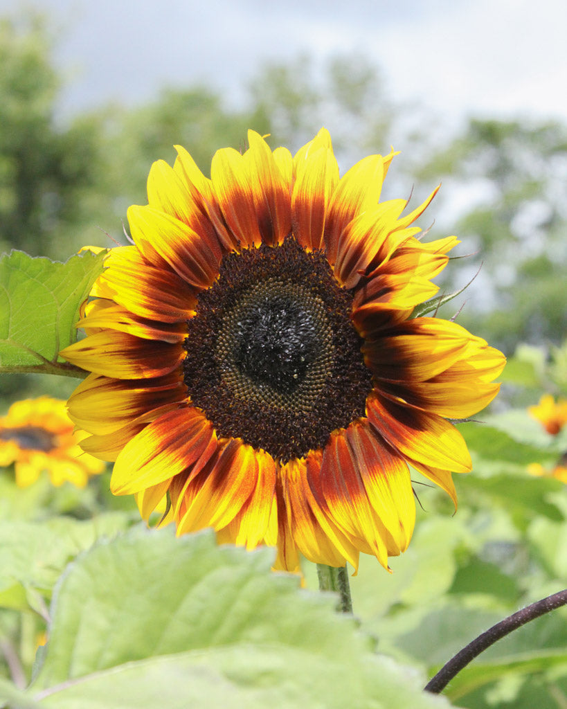 Nahaufnahme einer Blüte der Sonnenblume (Helianthus annuus F1 ‘ProCut® Bicolor’) mit zweifarbigen Blütenblättern, die von Gelb in den Spitzen zu dunklem Rot und einer dunkelbraunen Mitte übergehen.“