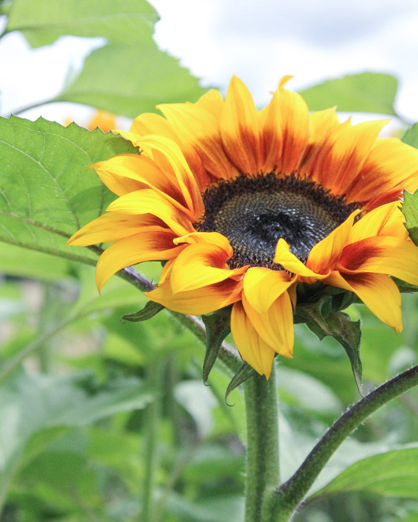 Detailaufnahme einer Sonnenblumenblüte (Helianthus annuus F1 ‘ProCut® Bicolor’) mit zweifarbigen Blütenblättern von Gelb zu Dunkelrot und dunkelbrauner Mitte.