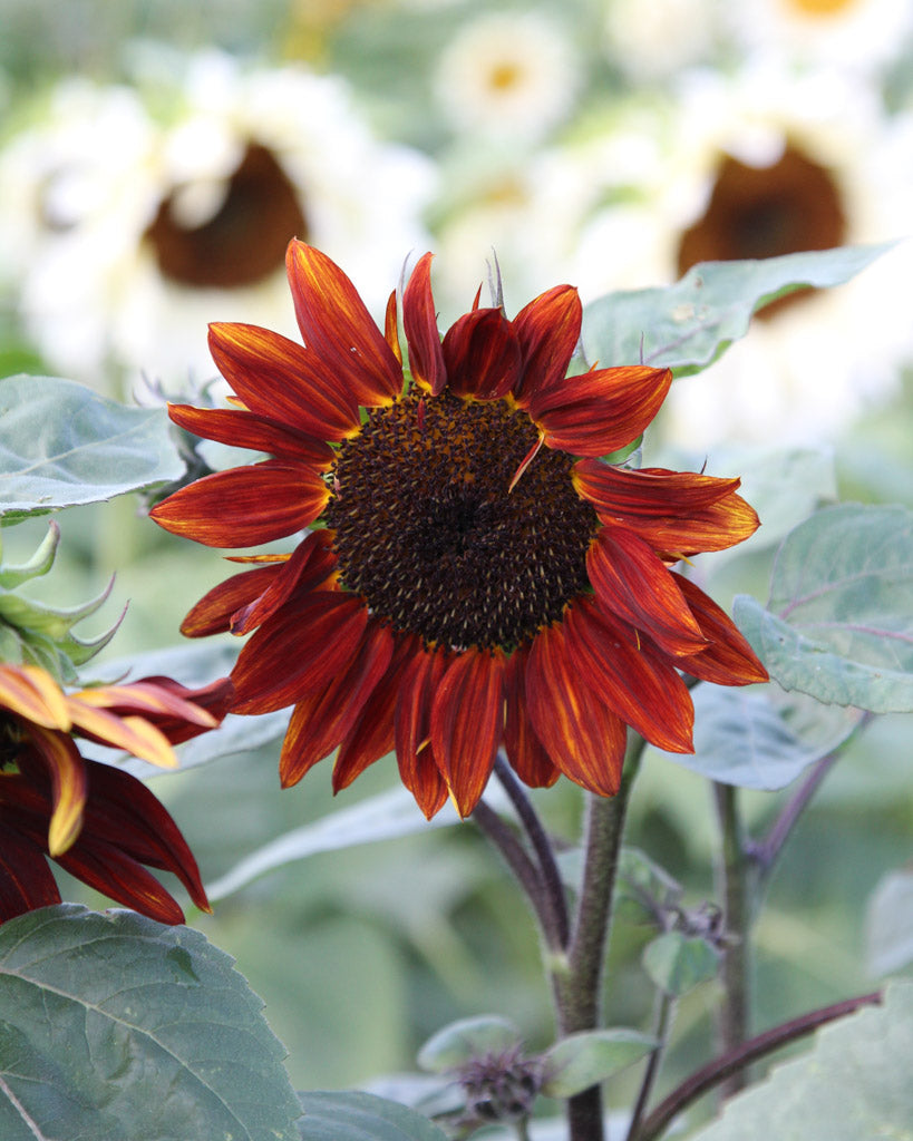 Bluehende Sonnenblume - Helianthus annuus F1 `Pro Cut Red` aus der Gartenzauber-Saatgutserie