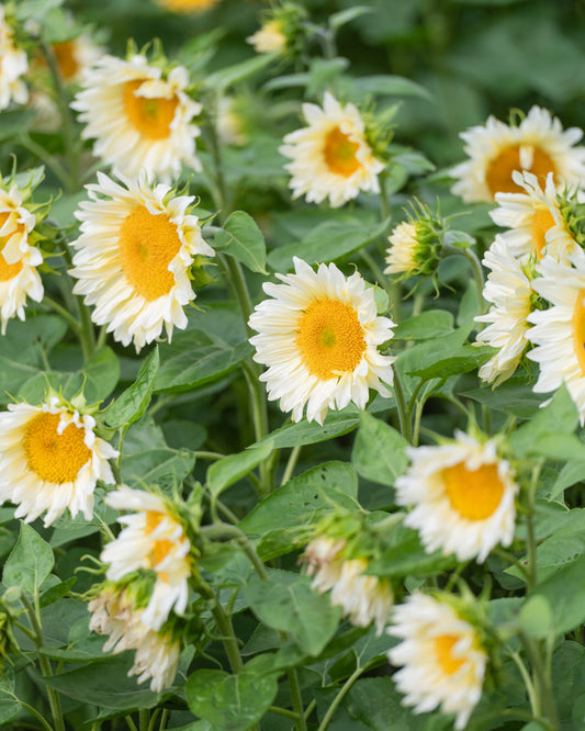 ansicht-bluehende-pflanze-sonnenblume-helianthus-annuus-`pro-cut-white-lite`-f1-aus-der-gartenzauber-saatgutserie