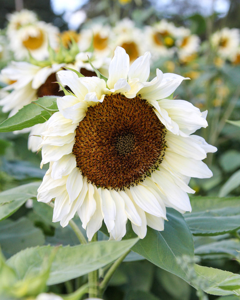 Nahaufnahme einer Blüte der Sonnenblume (Helianthus annuus F1 ‘Pro Cut® White Nite’) mit fast weißen Blütenblättern, leicht von Hellgelb umringt, und dunkelbrauner Mitte.