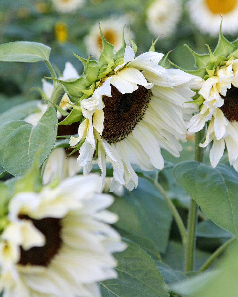 Nahaufnahme seitlich einer Blüte der Sonnenblume (Helianthus annuus F1 ‘Pro Cut® White Nite’) mit fast weißen Blütenblättern, leicht von Hellgelb umringt, und dunkelbrauner Mitte.