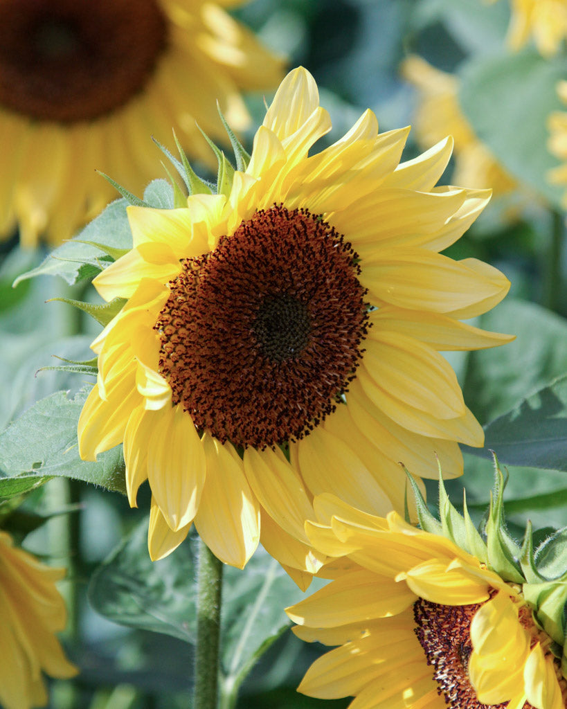 Nahaufnahme einer Blüte der Sonnenblume (Helianthus annuus F1 ‘ProCut® Peach’) mit pfirsichfarbenen Blütenblättern und dunkelbrauner Mitte.