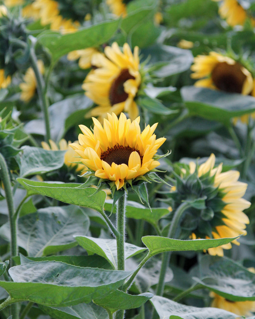 Mehrere Blüten der Sonnenblume (Helianthus annuus F1 ‘ProCut® Peach’) mit pfirsichfarbenen Blütenblättern und dunkelbrauner Mitte blühend im Gartenbeet, eine im Vordergrund.