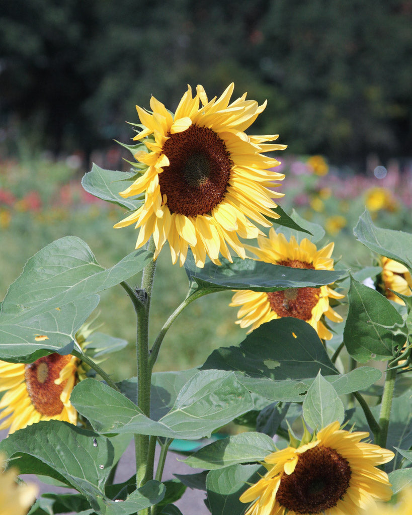 Nahaufnahme einer Blüte der Sonnenblume (Helianthus annuus F1 ‘ProCut® Peach’) mit pfirsichfarbenen Blütenblättern und dunkelbrauner Mitte.