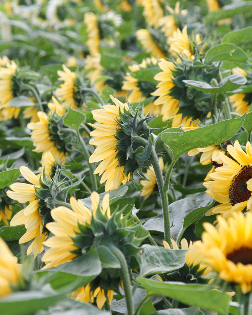 Mehrere Blüten der Sonnenblume (Helianthus annuus F1 ‘ProCut® Peach’) mit pfirsichfarbenen Blütenblättern und dunkelbrauner Mitte blühend im Gartenbeet.