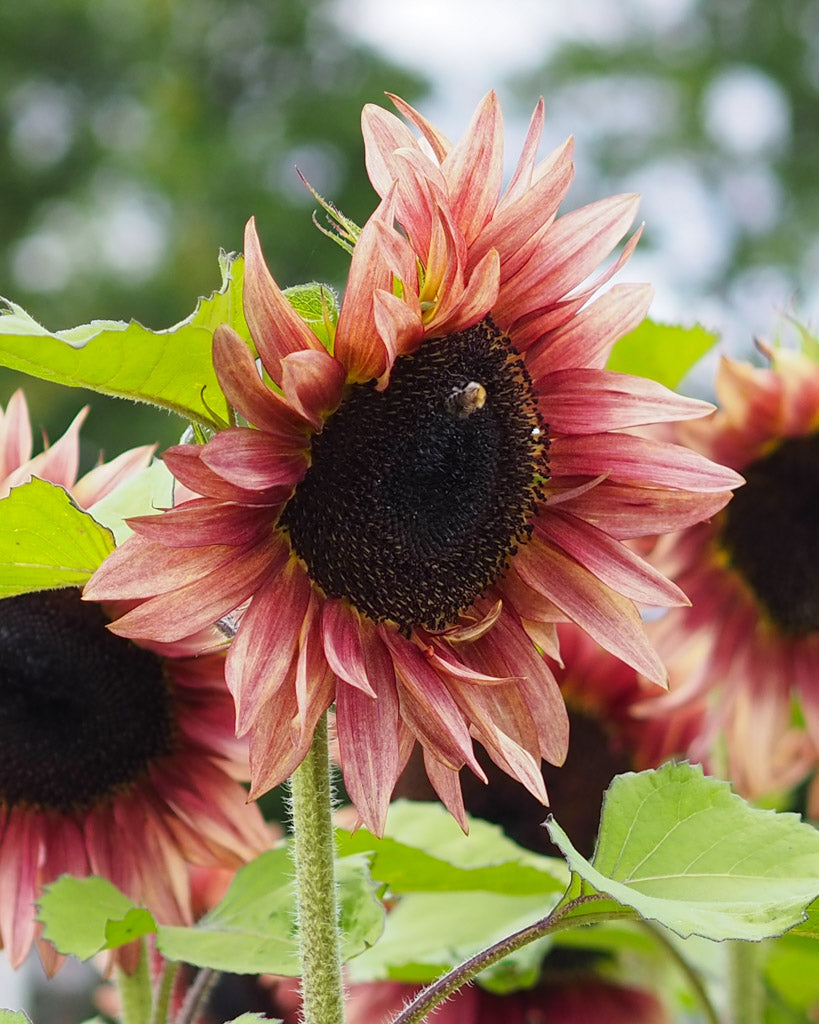 Nahaufnahme einer Blüte der Sonnenblume (Helianthus annuus F1 ‘ProCut® Plum’) mit weinrot nach hellgelb verlaufenden Blütenblättern und dunkelbrauner Mitte, auf der eine Biene sitzt.