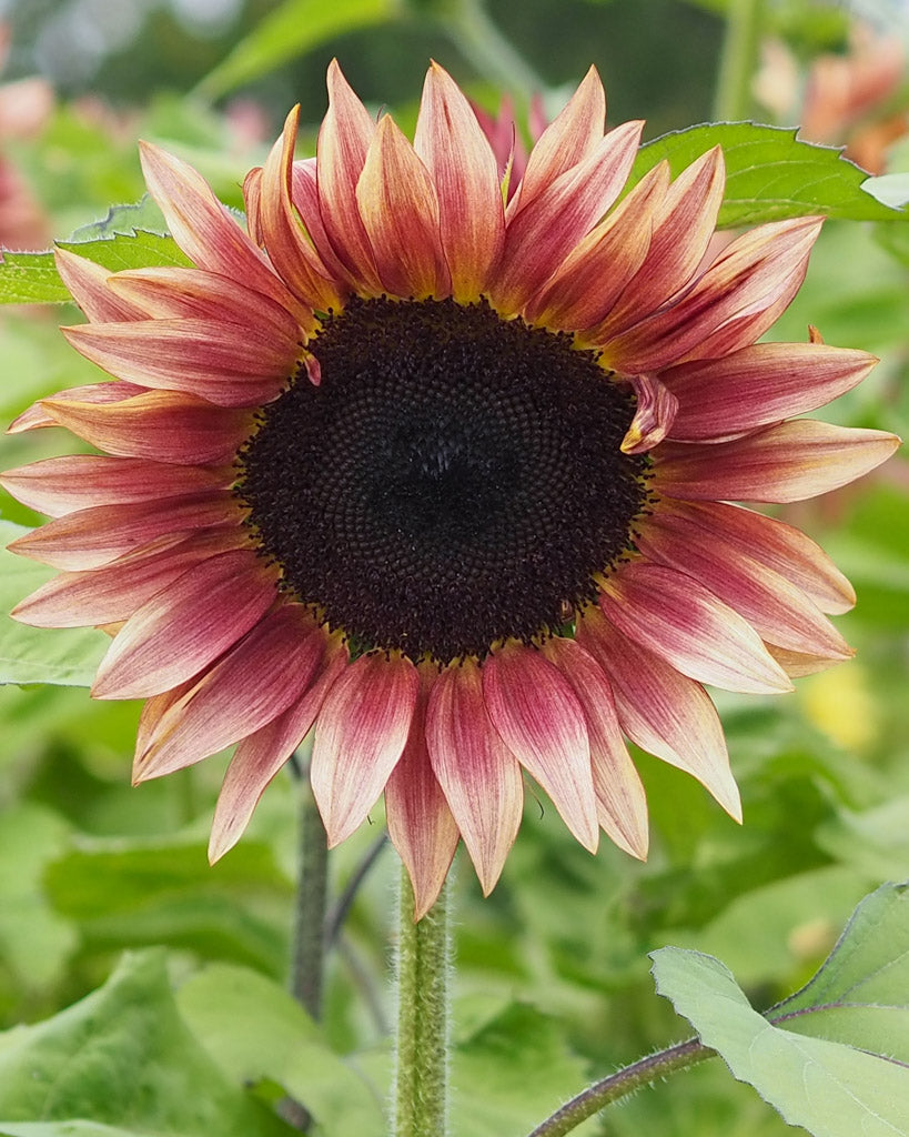 Nahaufnahme einer Blüte der Sonnenblume (Helianthus annuus F1 ‘ProCut® Plum’) mit weinrot nach hellgelb verlaufenden Blütenblättern und dunkelbrauner Mitte.