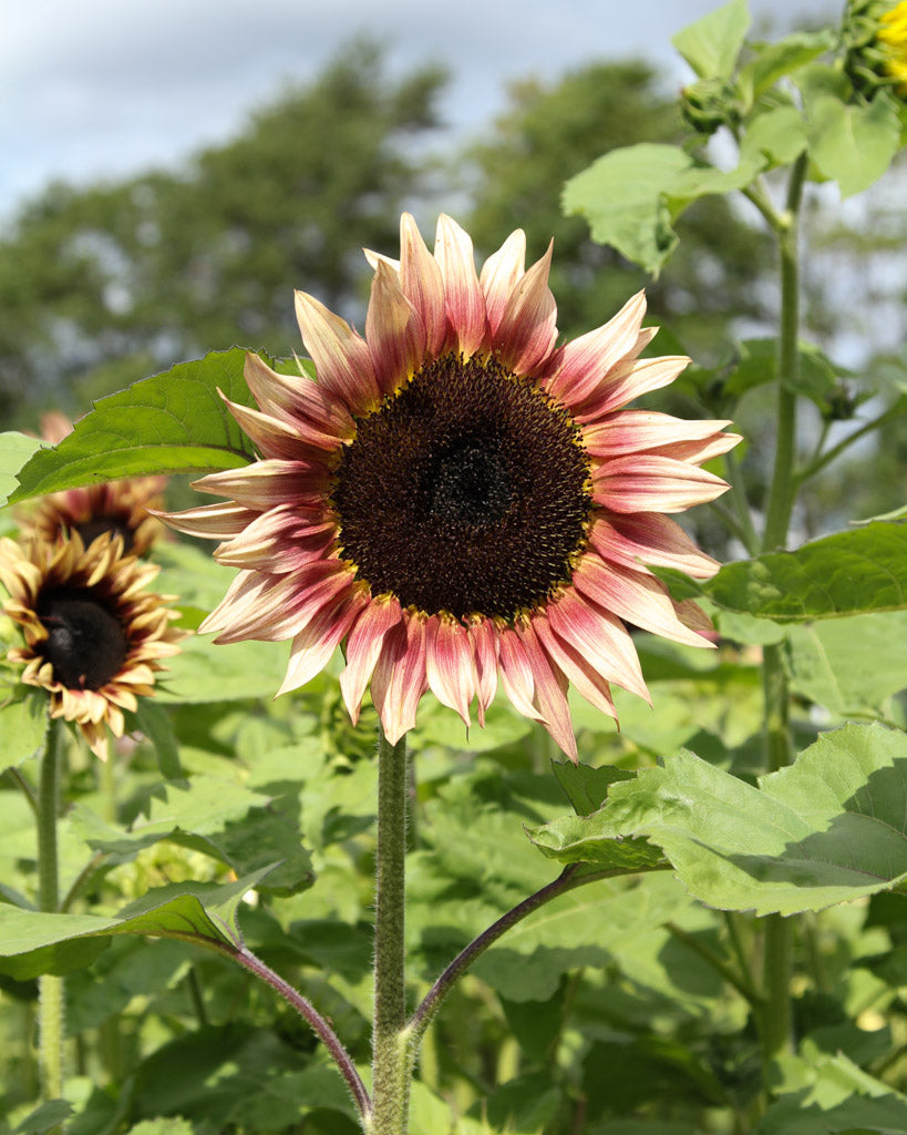 Nahaufnahme einer Blüte der Sonnenblume (Helianthus annuus F1 ‘ProCut®Plum’) mit weinrot nach hellgelb verlaufenden Blütenblättern und dunkelbrauner Mitte.