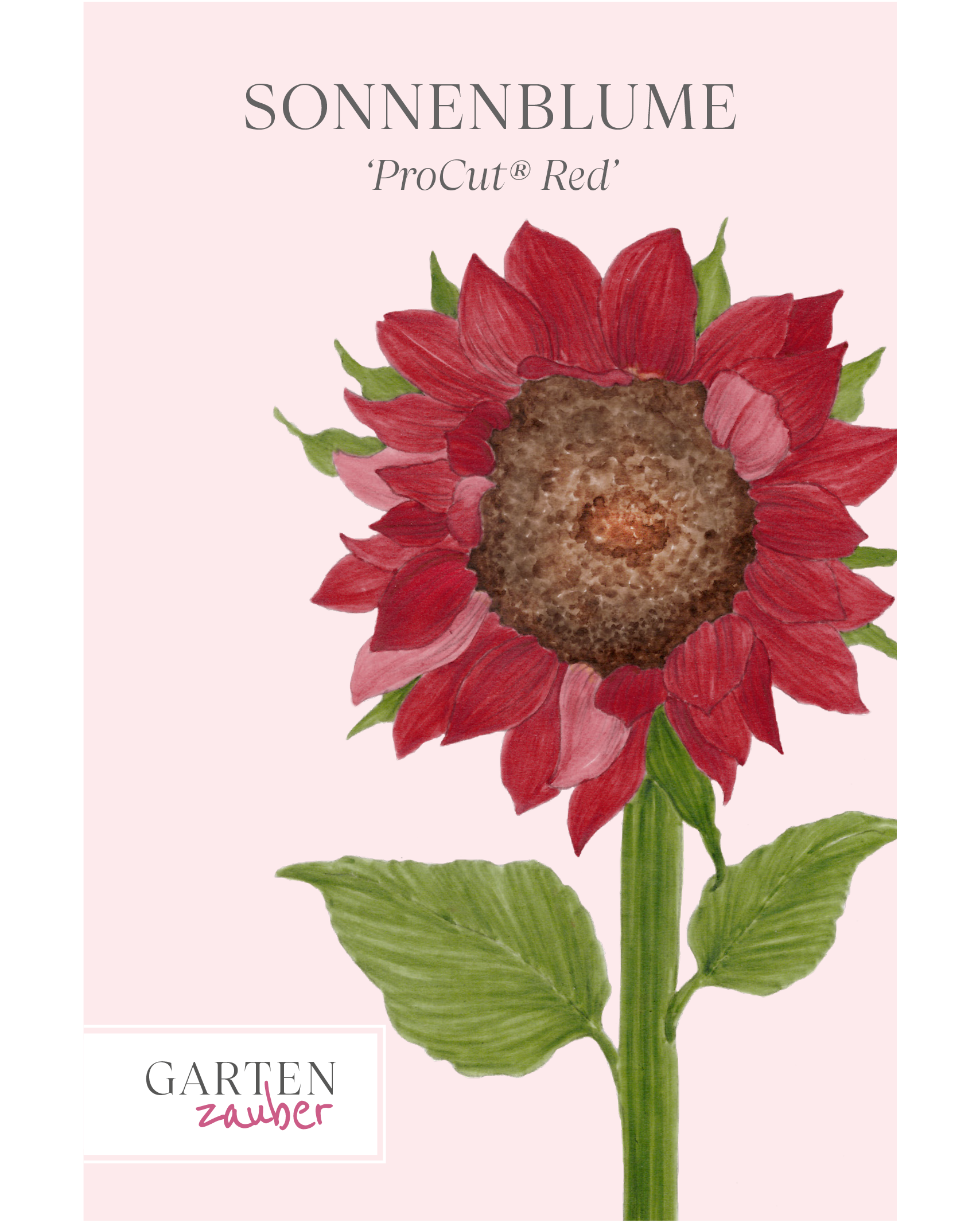 Vorderseite der Saatguttüte Sonnenblume ‘ProCut® Red’ – Helianthus annuus F1 mit handgezeichneter Illustration der ungewöhnlich dunkelroten Blütenblätter und der dunklen Mitte aus der Gartenzauber-Saatgutserie.