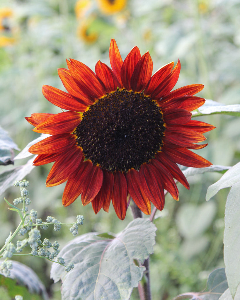 Nahaufnahme einer Blüte der Sonnenblume (Helianthus annuus F1 ‘ProCut® Red’) mit dunkelroten Blütenblättern und dunkler Mitte.