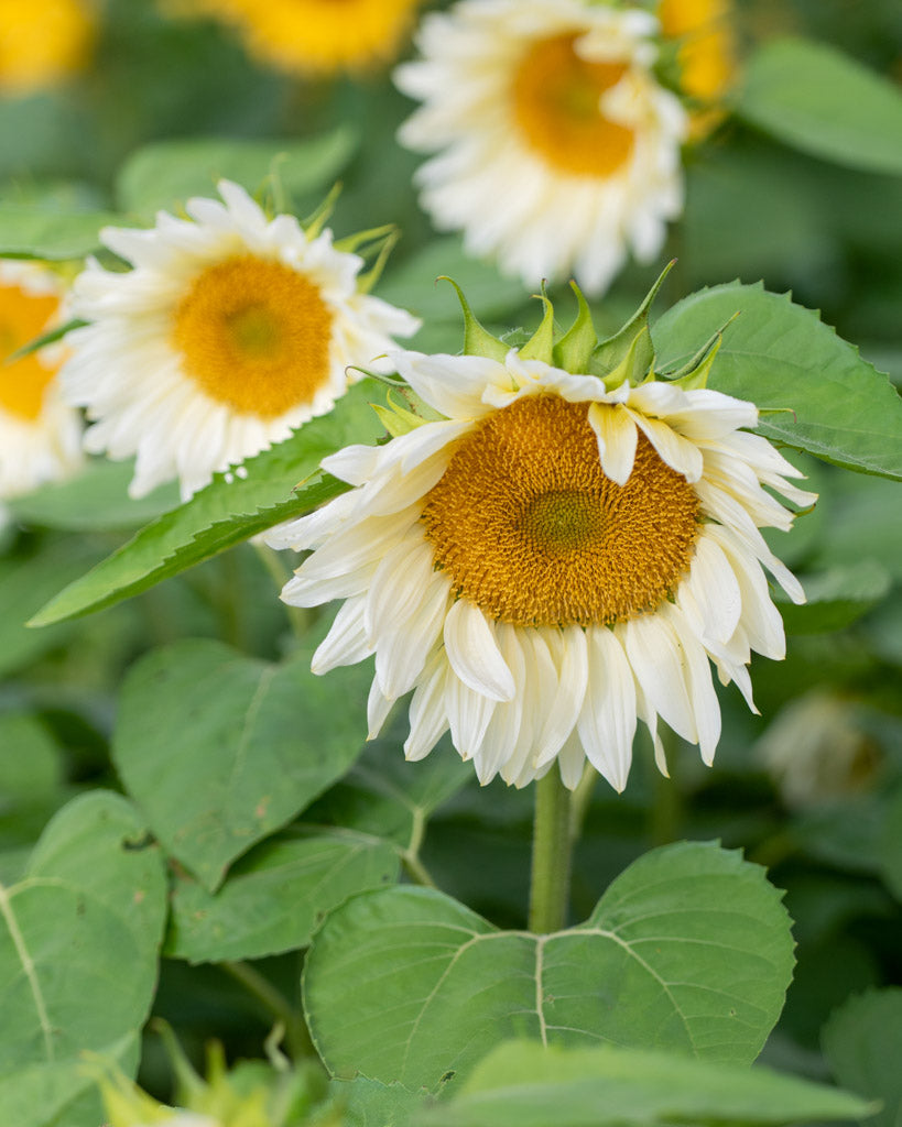 Nahaufnahme einer Blüte der Sonnenblume (Helianthus annuus F1 ‘ProCut® White Lite’) mit blassen cremegelben Blütenblättern und hellgoldgrüner Mitte.