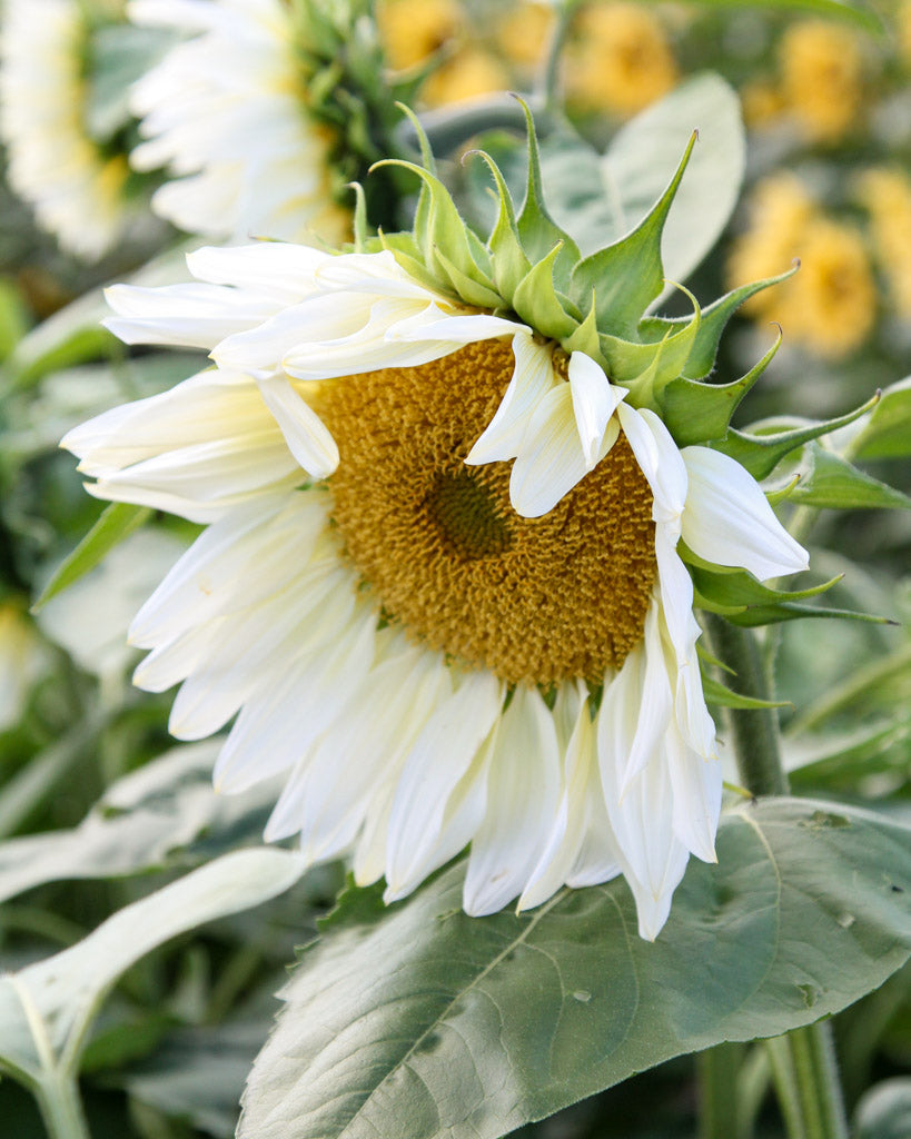 Nahaufnahme einer Blüte der Sonnenblume (Helianthus annuus F1 ‘ProCut® White Lite’) mit blassen cremegelben Blütenblättern und hellgoldgrüner Mitte.