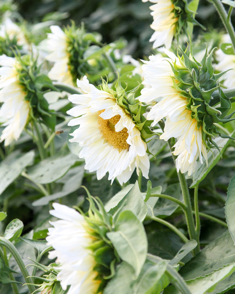 Mehrere Blüten der Sonnenblume (Helianthus annuus F1 ‘ProCut® White Lite’) mit blassen cremegelben Blütenblättern und hellgoldgrüner Mitte blühend im Gartenbeet.