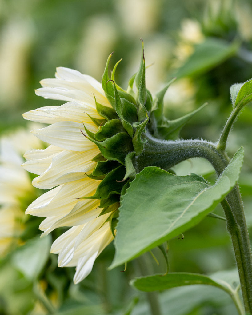 Nahaufnahme seitlich einer Blüte der Sonnenblume (Helianthus annuus F1 ‘ProCut® White Lite’) mit blassen cremegelben Blütenblättern und hellgoldgrüner Mitte.