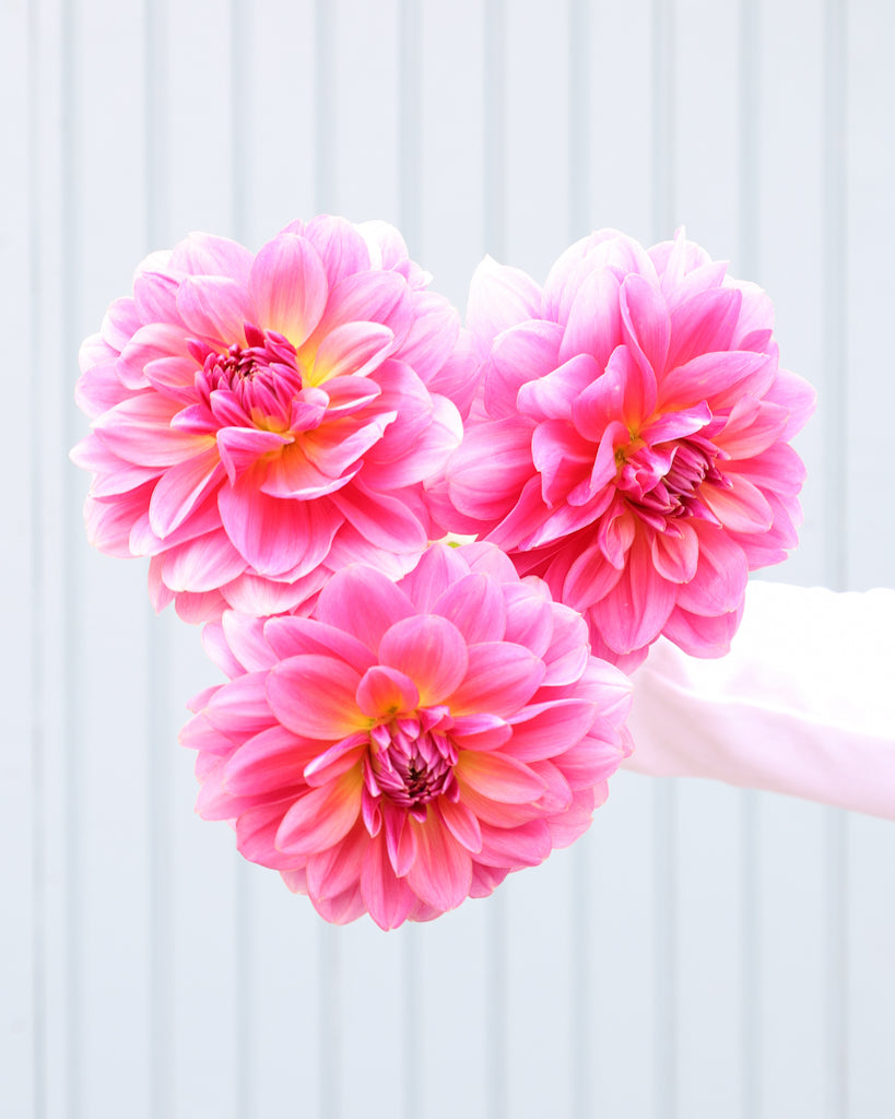 Drei Dahlienblueten der Sorte Southern Belle vor einem hellblauen Hintergrund.