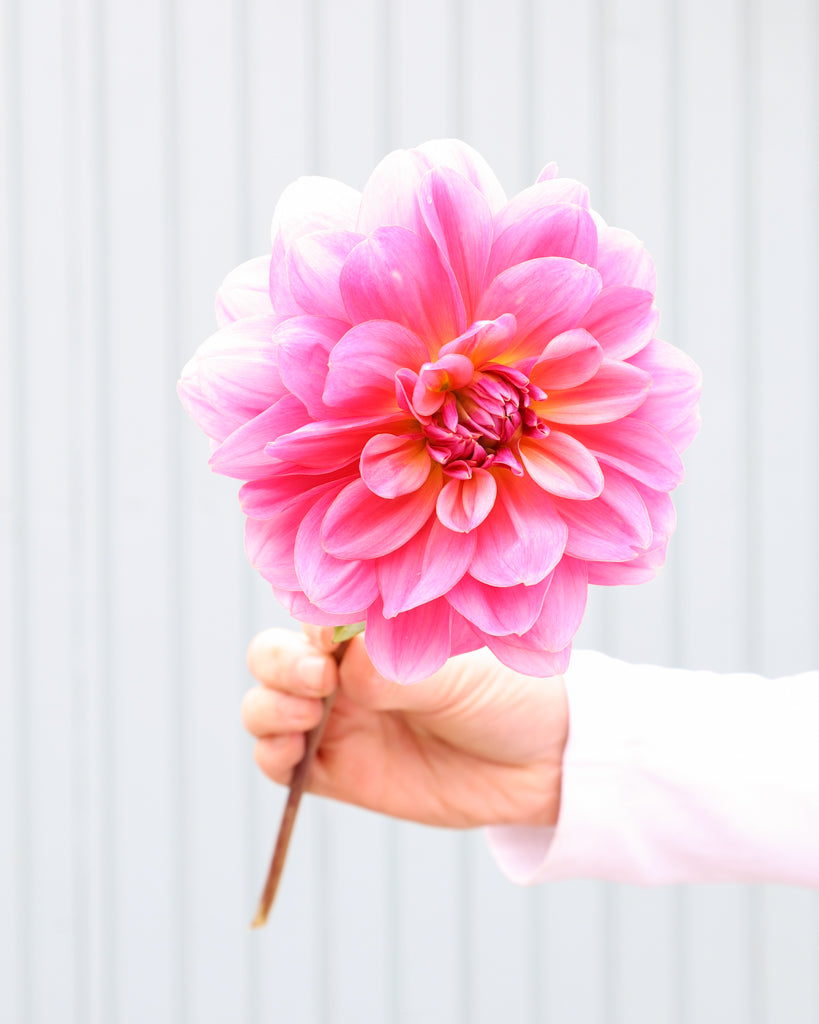 Eine Dahlienbluete der Sorte Southern Belle vor einem hellblauen Hintergrund.