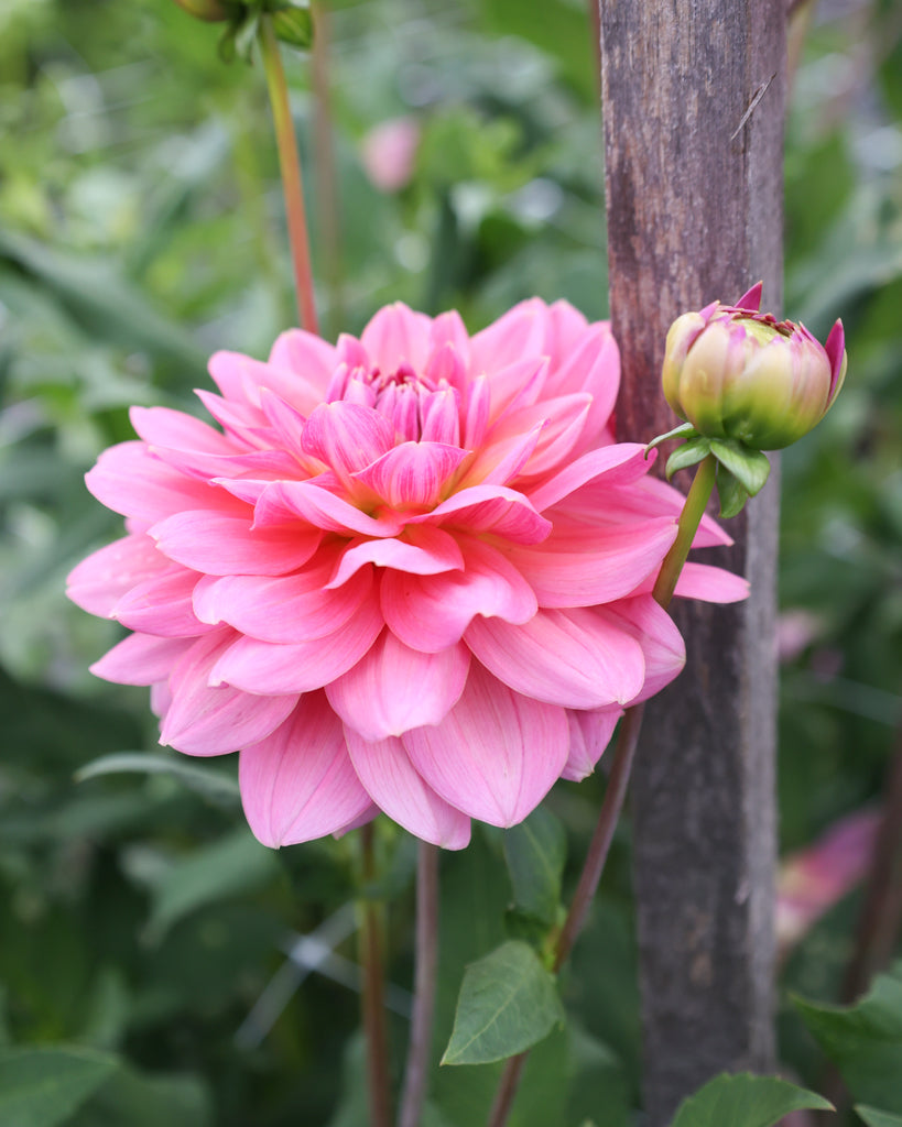 Eine Dahlienbluete der Sorte Southern Belle im Beet.