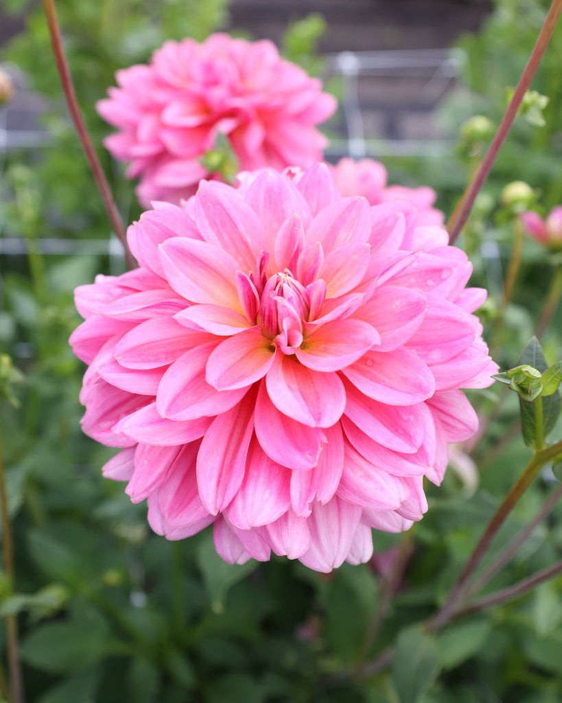 Eine Dahlienbluete der Sorte Southern Belle im Beet.