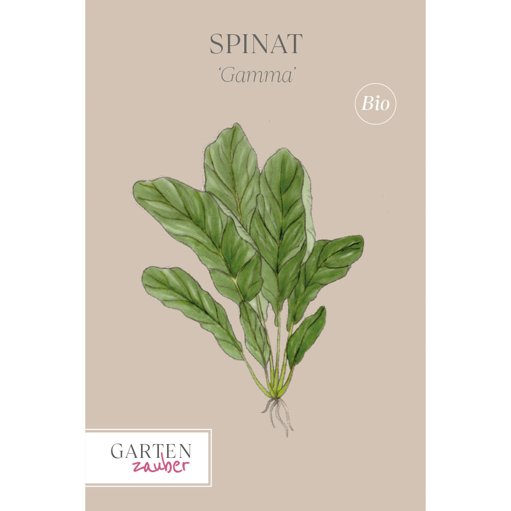 saatgut spinat Spinat 'Gamma' Saatgut online kaufen