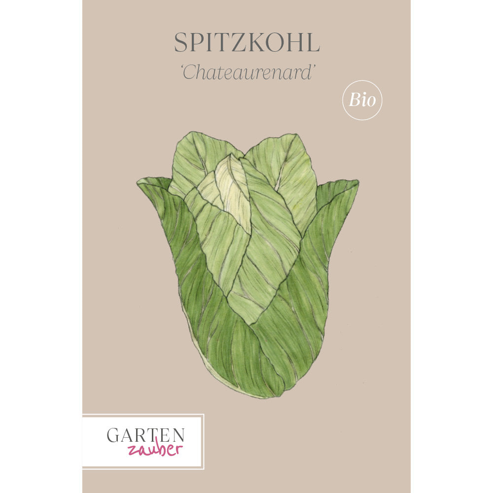 Spitzkohl 'Chateaurenard' Saatgut online bestellen