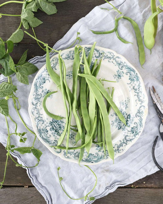 Bohne Stangenbohne 'Helda' BIO – Phaseolus vulgaris