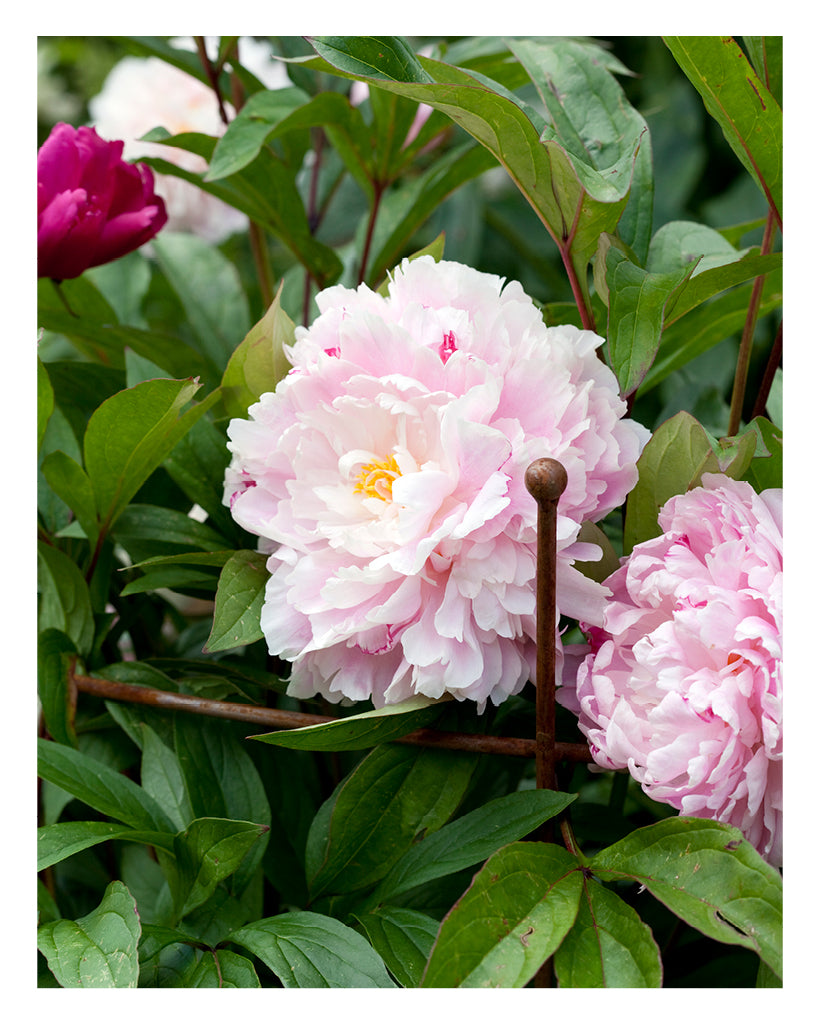 Runde Staudenstütze von Eldgarden – rostiger Pflanzenhalter im Beet