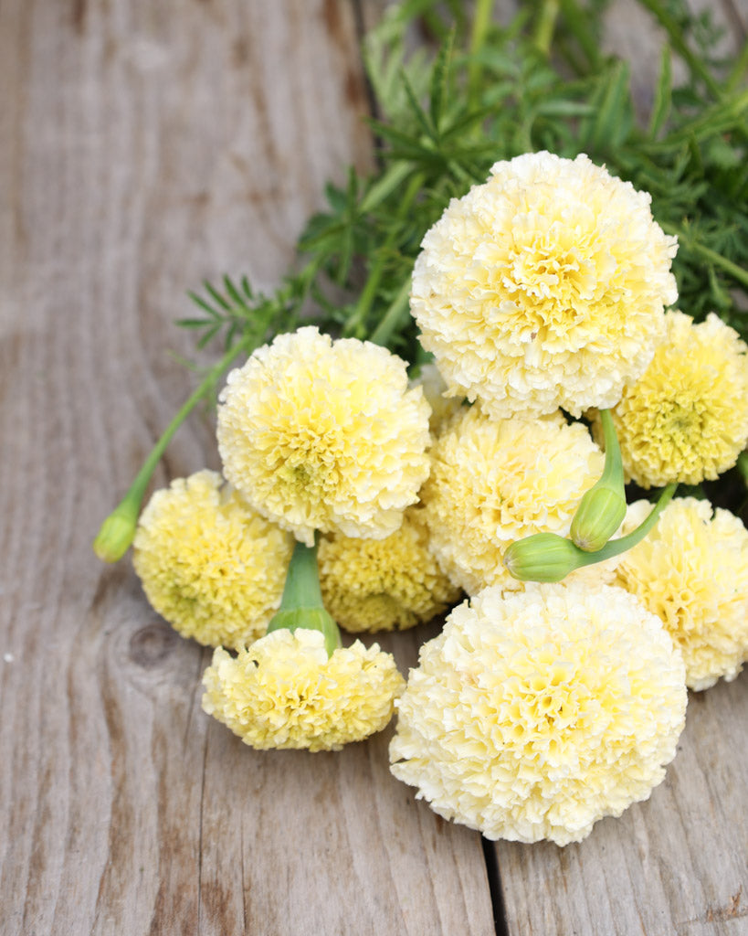 Mehrere liegende große, blassgelbe Kugelblüten der Studentenblume (Tagetes erecta ‘White Swan’) blühend auf kräftigen Stielen