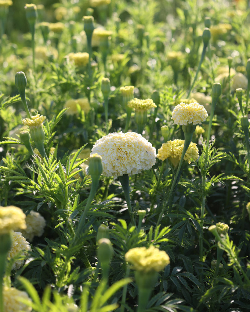 Mehrere große, blassgelbe Kugelblüten der Studentenblume (Tagetes erecta ‘White Swan’) blühend auf kräftigen Stielen im Gartenbeet.