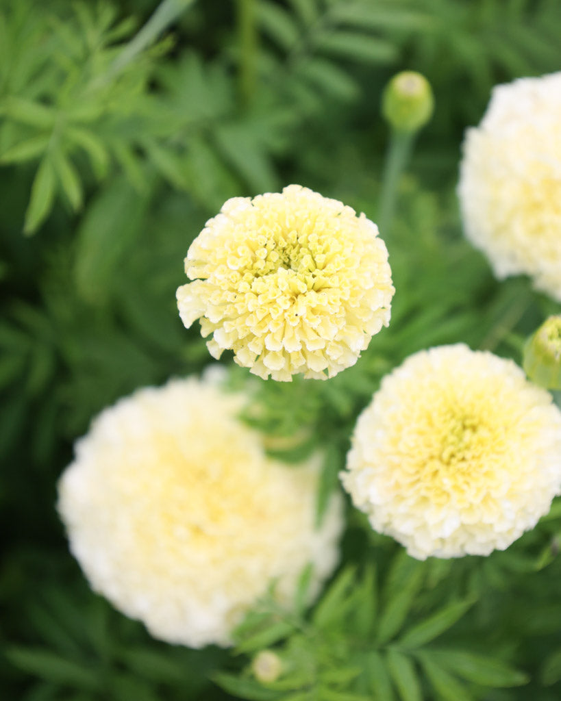 Nahaufnahme der großen, blassgelben Kugelblüten der Studentenblume (Tagetes erecta ‘White Swan’) auf kräftigem Stiel.