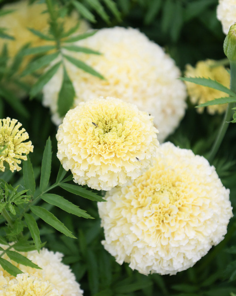 Nahaufnahme der großen, blassgelben Kugelblüten der Studentenblume (Tagetes erecta ‘White Swan’) auf kräftigem Stiel.