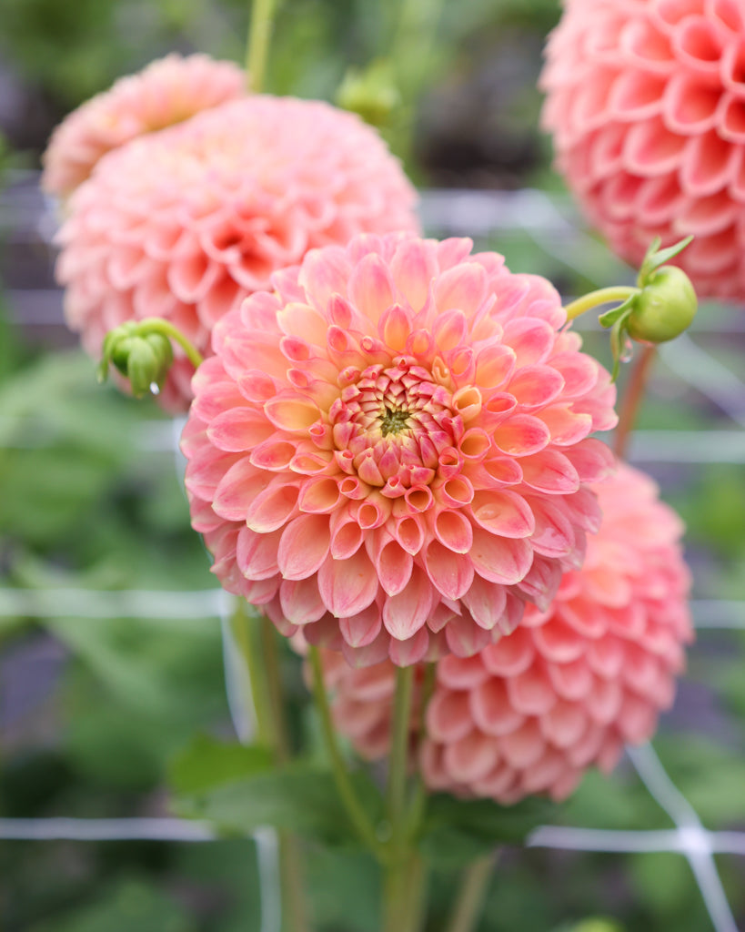 Eine Dahlienbluete der Sorte Sun Spot im Beet.