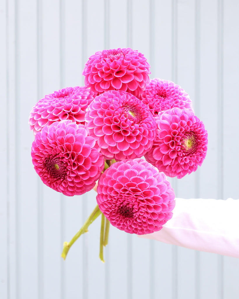 Ein Dahlienstrauß der Sorte Tahoma April vor einem hellblauen HIntergrund.