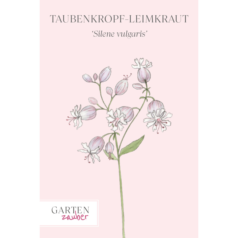 Vorderansicht Saatguttuete Taubenkropf-Leimkraut Silene vulgaris aus der Gartenzauber-Saatgutserie
