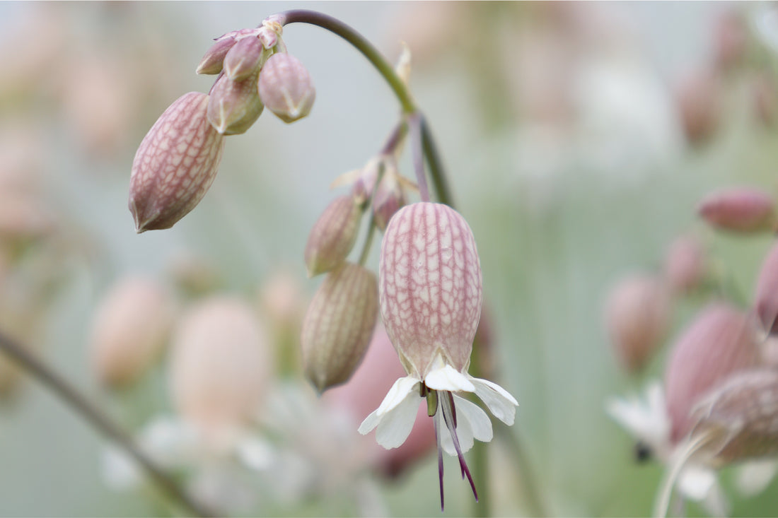 Zarte, weißblühende Taubenkropf-Leimkraut-Blüten (Silene vulgaris) mit aufgeblähten Kelchen – heimische Wildstaude für sonnige, trockene Standorte.