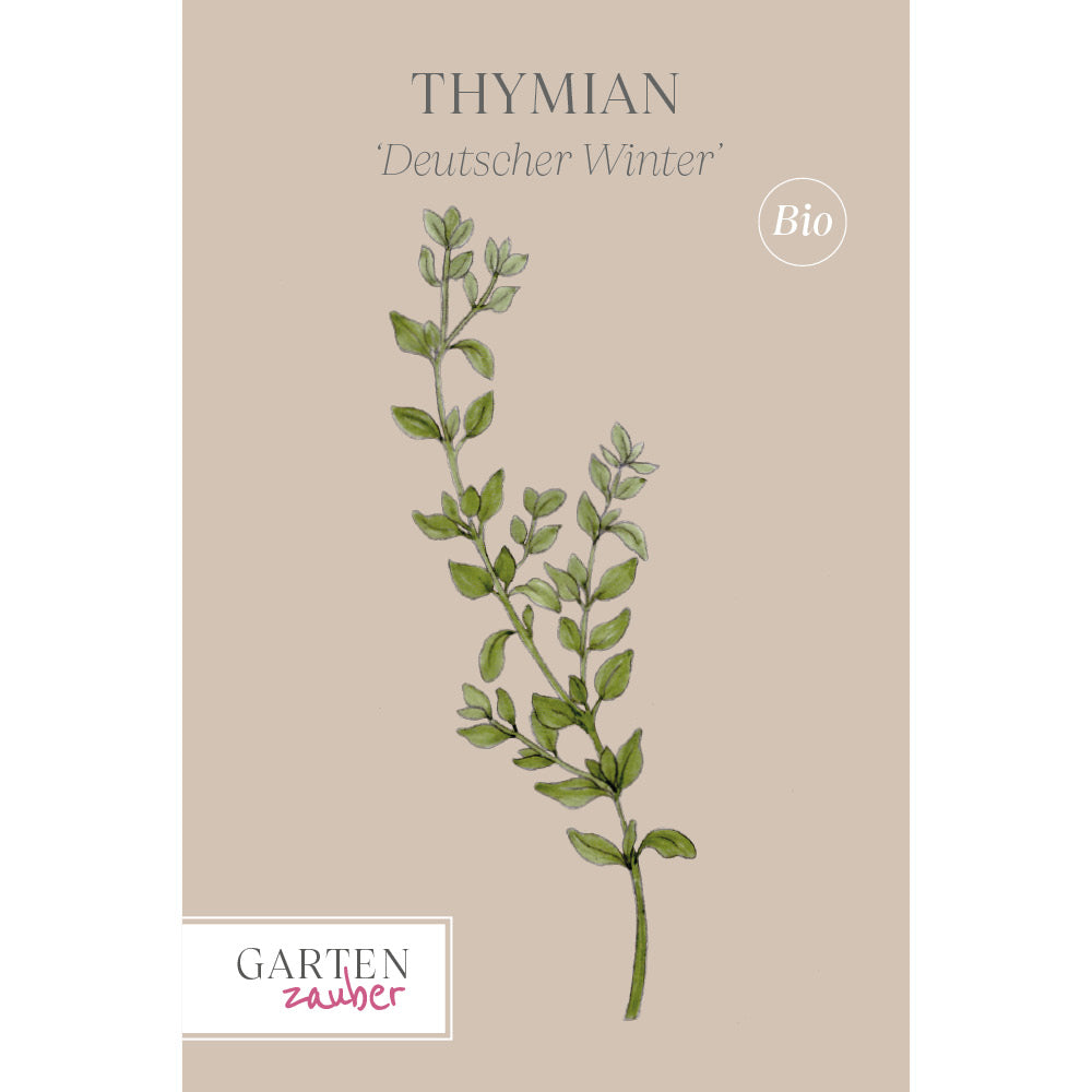 Thymian „Deutscher Winter“ Saatgut – Küchenkräuter