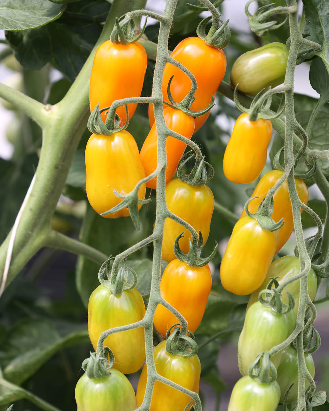 Tomate 'Ormato' Saatgut online kaufen