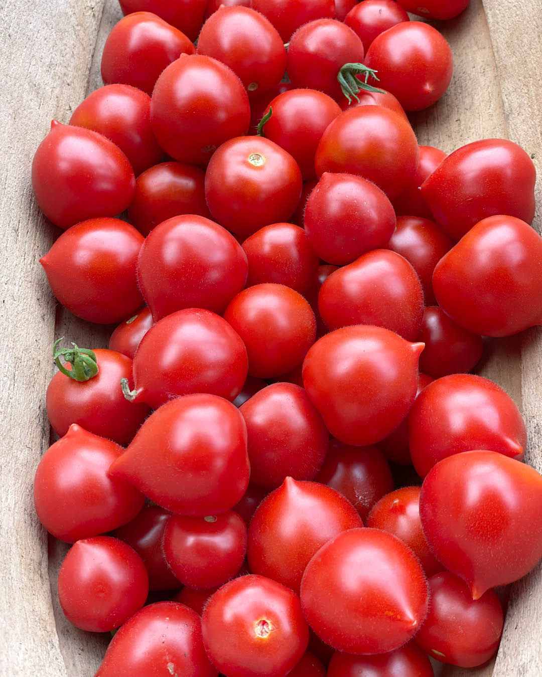 Tomate 'Ruthje' Saatgut online kaufen