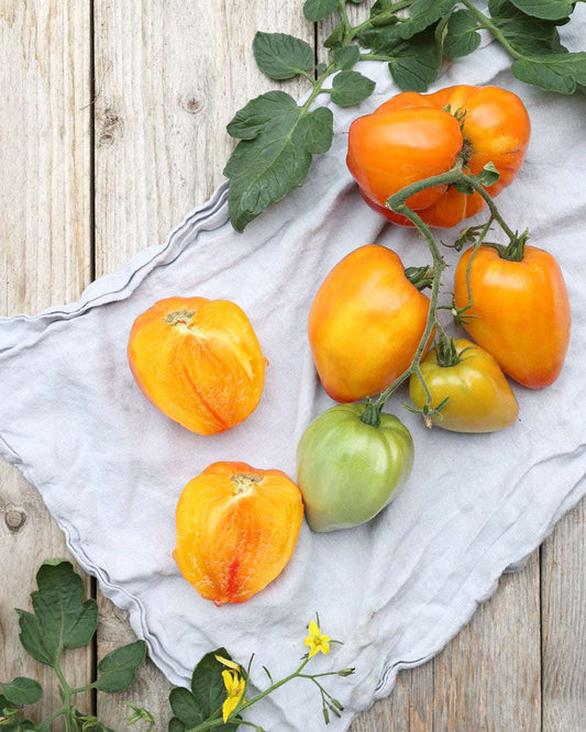 Tomato 'Sunheart' - Solanum lycopersicum